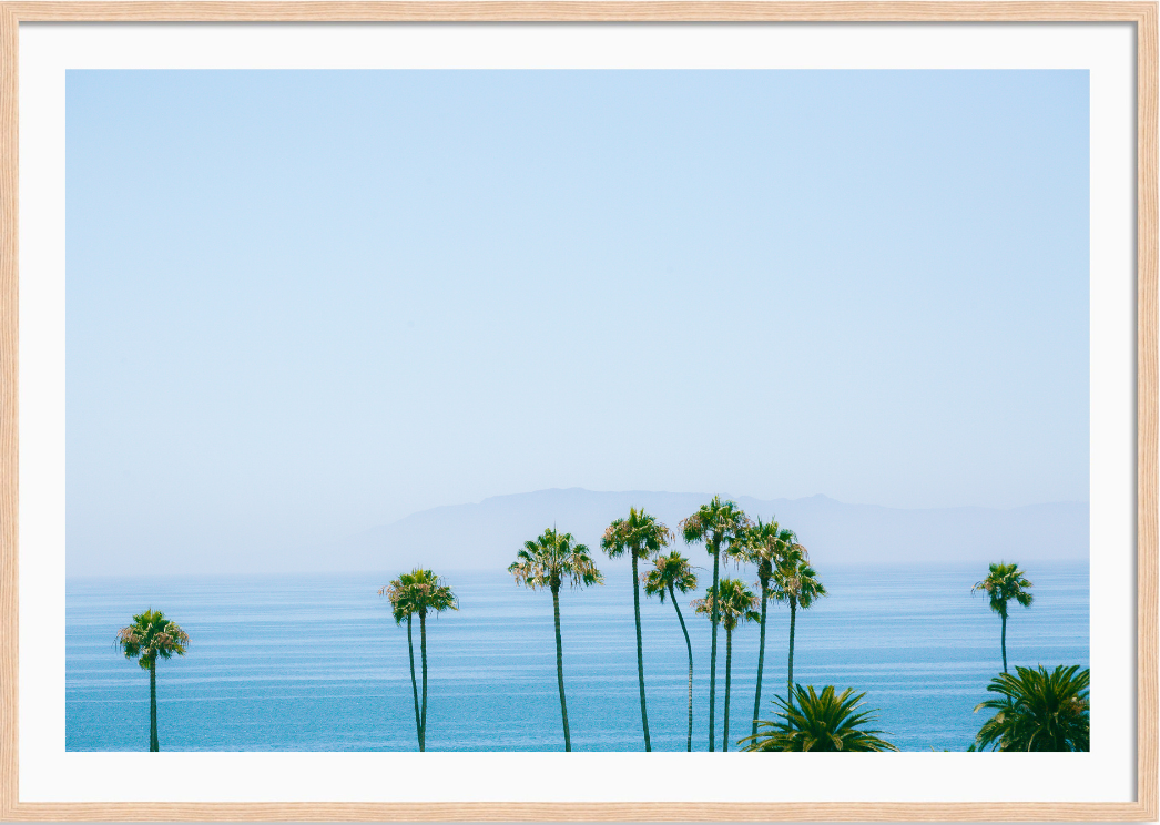 Santa Barbara Coast Palms